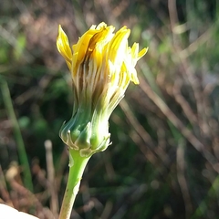 Reichardia picroides