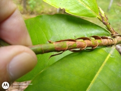Erythroxylum macrophyllum