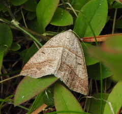 Petrophora subaequaria