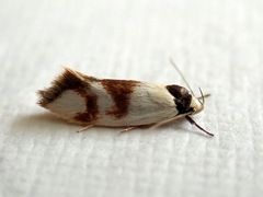 Antipterna trilicella