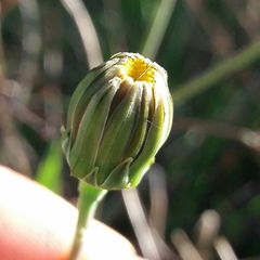 Reichardia picroides