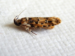 Ardozyga sodalisella
