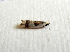 Ardozyga voluta