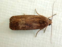 Athetis tenuis