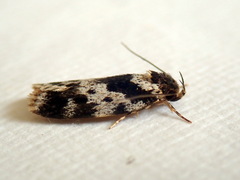 Barea confusella