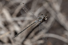 Archiargiolestes parvulus