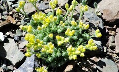 Draba novolympica