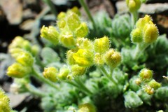 Draba novolympica