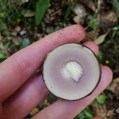 Tylopilus formosus