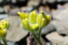Draba novolympica