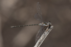 Archiargiolestes parvulus