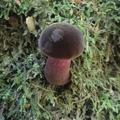 Tylopilus formosus