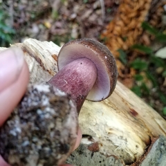Tylopilus formosus