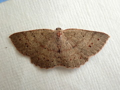 Casbia melanops
