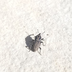 Sphenophorus cariosus