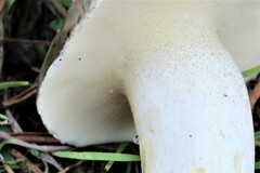 Suillus bellinii