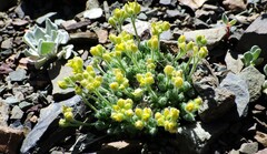 Draba novolympica