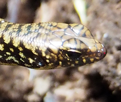 Silvascincus murrayi