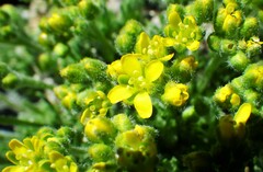 Draba novolympica