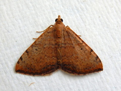 Chrysolarentia mecynata