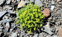 Draba novolympica