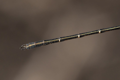 Archiargiolestes parvulus