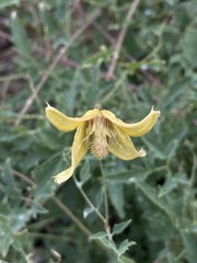 Clematis orientalis