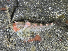 Oligocottus rubellio