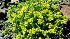 Draba novolympica