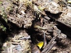 Silvascincus murrayi