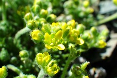 Draba novolympica