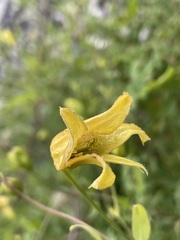 Clematis orientalis