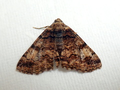 Cryphaea xylina