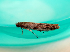 Cryptoblabes hemigypsa