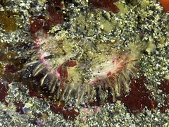 Placiphorella velata