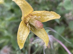 Clematis orientalis