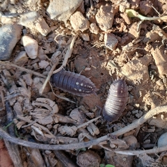 Porcellio ornatus