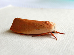 Cryptophasa rubescens