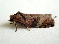 Cryptoptila australana