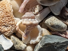 Turritriton labiosus