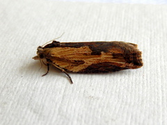 Cryptoptila crypsilopha