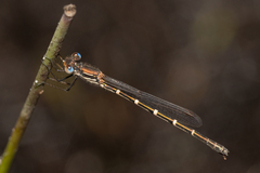 Austrolestes aleison