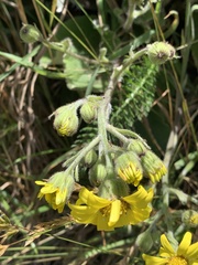 Brachyglottis lagopus