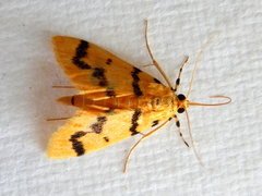 Dichocrocis clytusalis