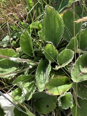 Brachyglottis lagopus