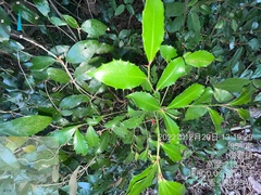 Ardisia cornudentata