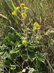 Brachyglottis lagopus