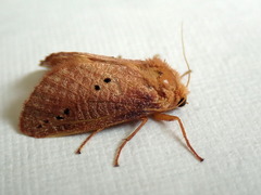 Doratifera quadriguttata