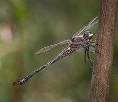 Petalura litorea
