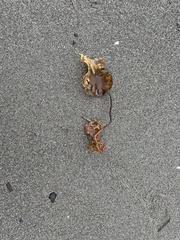 Saccharina latissima